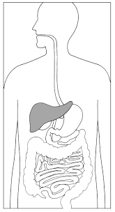 In the human digestive system, food enters the mouth and mechanical digestion of the food starts by the action of mastication (chewing), a form of mechanical at the same time protein digestion is occurring, mechanical mixing occurs by peristalsis, which is waves of muscular contractions that move. Digestive System With Liver Highlighted Media Asset Niddk