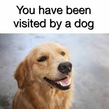They re good dogs brent. Browsedankmemes They Re Good Dogs Brent Via R Wholesomememes