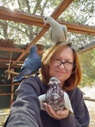 Our facility at 317 south ardmore avenue in villa park houses all types of pet birds, from finch to macaws. Palomacy Board Of Directors