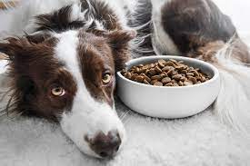 How to Identify Nutritional Gaps in Your Dog's Diet – Native Pet