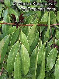 Image result for Baikiaea