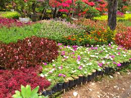 Jual benih bibit tanaman hias daun online kami jual aneka bibit tanaman hias daun. Jual Tanaman Hias Online Murah Jual Tanaman Hias Murah Tukang Taman Tukang Kolam Minimalis