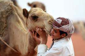 A picture taken on january 19, 2018 shows saudi women and men walking during the king abdulaziz camel festival in rumah, some 160 kilometres east of riyadh. Viewfinder Camel Festival In Saudi Arabia Pacific Standard