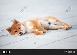 Ocean side shiba inu puppies | cute shiba inu puppies for sale. Cute Shiba Inu Puppy Image Photo Free Trial Bigstock