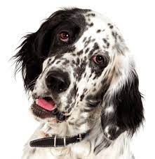 English Setter Puppies For Sale Adoptapet Com