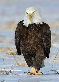 Birds That Look Like Bald Eagles Like A Boss Aves Rapaces Aves De Rapina Aguila Ave