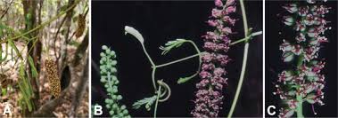 Image result for Entada dolichorrhachis