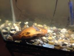 It is likely that your betta fish has swim bladder disease. What Does It Mean If My Fish Is Laying On Its Side