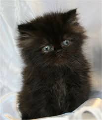 Things You Didn T Know About The Himalayan Cat Yavru Kediler Hayvan