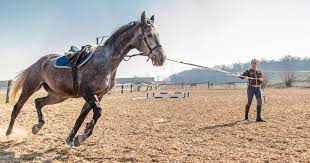 5 Ways To Improve Your Horse S Fitness