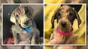 Akron, ohio19 contributions6 helpful votes. Local Pet Rescuers To Save More Than 45 Dogs From Severe Hoarding Wkyc Com