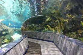 Visiting Ripley S Aquarium Of The Smokies In Gatlinburg Tennessee Smokey Mountains Vacation Tennessee Vacation Gatlinburg Tennessee Vacation