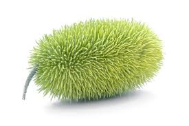 Image result for Cucumis hirsutus