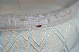 Vacuum thoroughly every bedding item Bed Bugs On Mattress The Best Bed Bug Treatments To Get Rid Of Bed Bugs Synergy