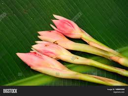 Laksa, asam pedas as well as kerabu. Ginger Flower Image Photo Free Trial Bigstock