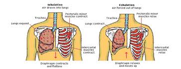 In each column, the ribcage is presented in three views: Ribs Rule The Importance Of The Rib Cage Max Remedial Massage And Therapy