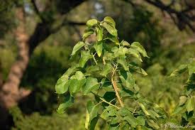 Image result for Croton megalobotrys