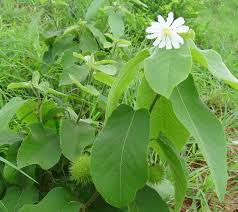Image result for Buchnerodendron lasiocalyx