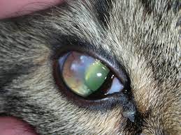 Eosinophilic granuloma complex lesions emerge when certain immune system cells mistakenly release inflammatory chemicals to counter egc comprises three distinct phenomena: Vision Care For Animalseye Diseases