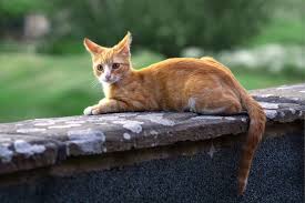 Jock VII Takes the Helm - International Churchill Society