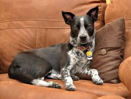 Kısa kuyruklu sığır köpeği australian stumpy tail cattle dog. Pin On Animals I Love