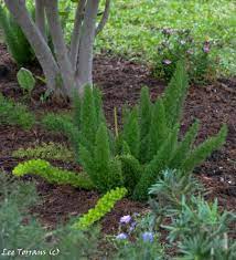 Maybe you would like to learn more about one of these? Ferns In Texas Lee Ann Torrans Gardening