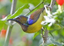 Download Suara Burung Kolibri Kelapa Untuk Pikat Pengicau Net