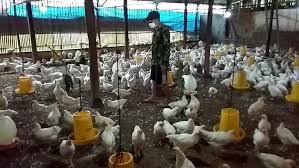 Resiko dari usaha ini ditanggung sepenuhnya oleh pribadi. Peternak Ayam Babak Belur Dihantam Dampak Corona