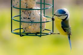 Der Nabu Gibt Tipps Zur Vogelfutterung Tipps Pflanzen Garten Ideen