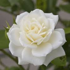 Greeting floral card with bright spring flowers on haze background in pastel colors. Buy Rose White Plant Online At Cheap Price On Plantsguru Com