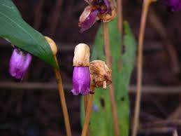 Image result for Buchnera hispida