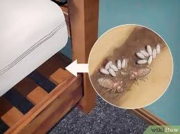 وأنت عاوز البنات في أي. ÙƒÙŠÙÙŠØ© Ø§Ù„ØªØ¹Ø±Ù Ø¹Ù„Ù‰ ØªÙØ´ÙŠ Ø¨Ù‚ Ø§Ù„ÙØ±Ø§Ø´ ØµÙˆØ± ØªÙˆØ¶ÙŠØ­ÙŠØ© Wikihow