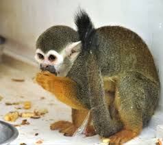 Where can you adopt a monkey as a pet? Pet Primates