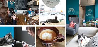They range in age from 3 months to 4 years. Purina One S Pop Up Cat Cafe In Nyc Nestle Global