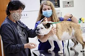 We always make sure that writers follow all your instructions precisely. How Much Does It Cost To Microchip A Dog Near Me Paoli Vetcare