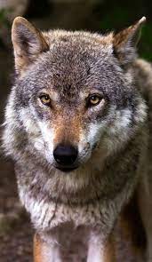 Portrait Picture Of A Wolf Mammal Wolf Wolf Dog Animals Wild Wolf Photography