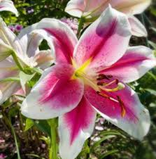 Lilies are the most dangerous plant for cats. Are Lilies Toxic To Cats Lilies Are Toxic To Cats