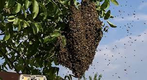 Ein bienenschwarm ist in der regel nicht gefährlich. Bienenschwarm Im Garten