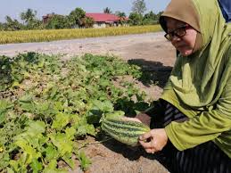 Persiapan tapak dan tali pengukuh untuk tanaman pemindahan anak benih bendi rumah amal limpahan kasih lot 115 a, lorong bistari 3, jalan jurutera, kampung seri aman. Latas Perlis Anjur Program Tanaman Cili Fertigasi Berita Parti Islam Se Malaysia Pas