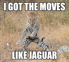 Image result for funny pics of animals