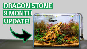 If you like my videos, please support and. Planted Betta Tank 9 Month Update Youtube