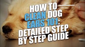 How to keep your dog's ear clean regularly? How To Clean A Dog S Ears Naturally Avoid Or Treat Ear Infections Youtube