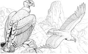 Andean Condors Coloring Page Free Printable Coloring Pages Bird Drawings Andean Condor Drawings