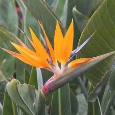 Bird Of Paradise Flower Meaning Strelitzia Reginae Bird Of Paradise In 2020 Birds Of Paradise Flower Birds Of Paradise Plant Gardens Of The World