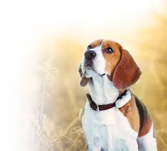 Carry my pet is here to assist you with best pet relocation service in india, whenever and wherever required within and beyond boundaries with full special attention to the safety of pets during their travel. Tractive No 1 Gps Tracker For Cats And Dogs Worldwide Tractive