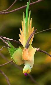 Color Atlas Of Anatomy A Photographic Study Of The Human Body 7th Edition Pretty Birds Birds Beautiful Birds