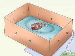 How To Care For An Injured Wild Bird That Cannot Fly