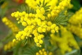 We did not find results for: Mimosa Symbol Of The Women S Day In Italy Any Ways Comany Ways Com