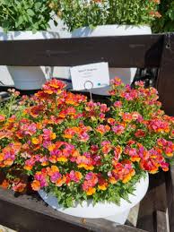 Image result for Nesaea dinteri