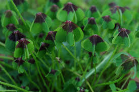 Image result for Oxalis tetraphylla